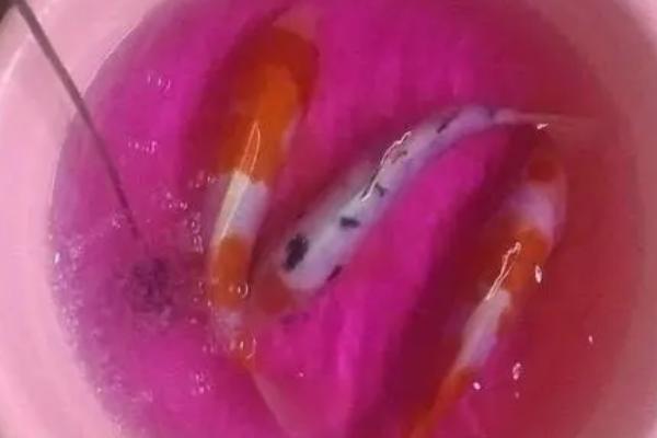 高锰酸钾能杀死鱼的寄生虫吗，能杀死部分寄生虫