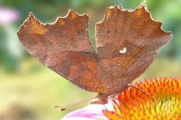 枯叶蝶是拟态吗，既是拟态也是保护色