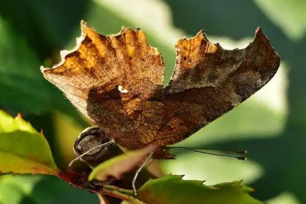 枯叶蝶是拟态吗，既是拟态也是保护色