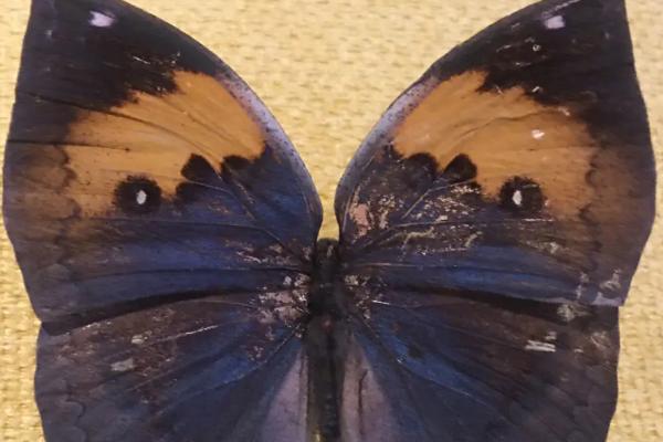 枯叶蝶是拟态吗，既是拟态也是保护色