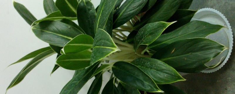 金钻的养殖方法