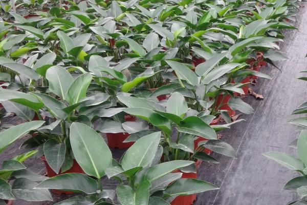 金钻的养殖方法,通常用泥炭、珍珠岩混合制作土壤