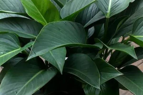 金钻的养殖方法,通常用泥炭、珍珠岩混合制作土壤