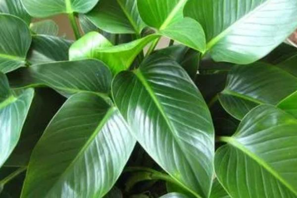 金钻的养殖方法,通常用泥炭、珍珠岩混合制作土壤