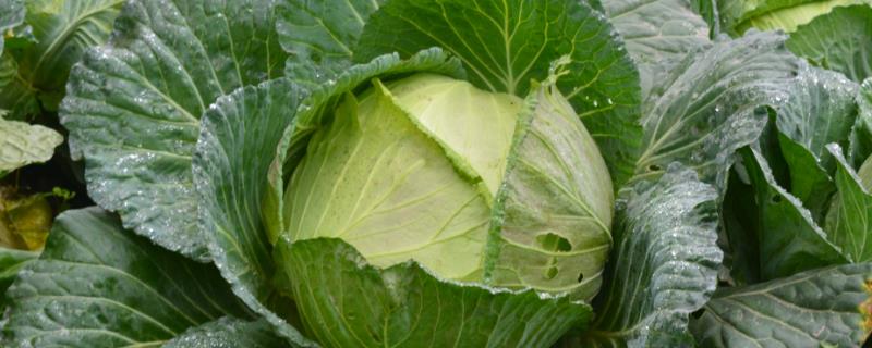 包菜亩产多少斤