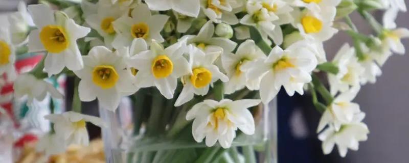 水仙花怎么水培