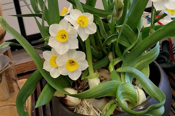 水仙花怎么水培，种球处理是关键一步