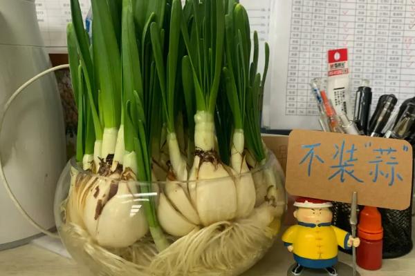 水仙花怎么水培，种球处理是关键一步