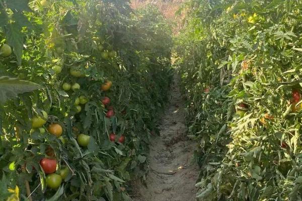 什么特效药可以防治西红柿黄萎病，可使用恶霉甲霜灵、福美双等药剂