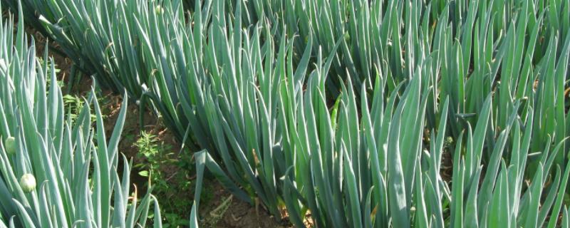 大葱的种植条件