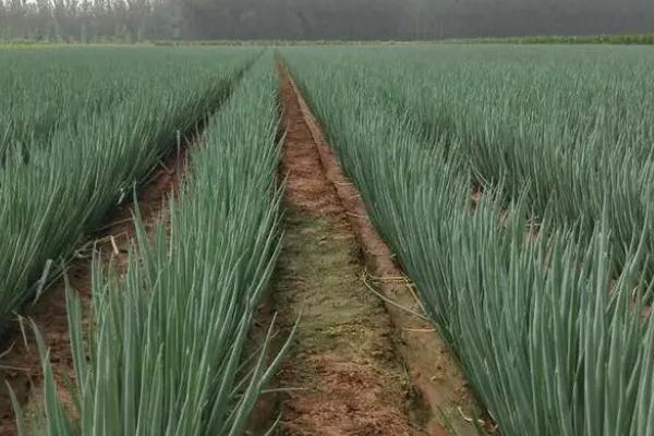 大葱的种植条件，适合在pH6.5-7.5的壤土种植