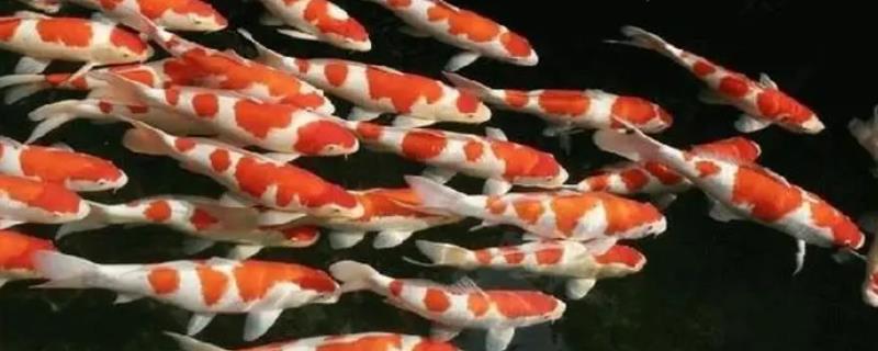 锦鲤身上起白霜是什么病