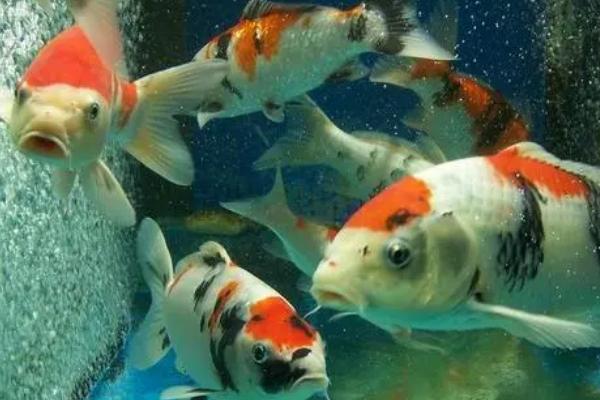 锦鲤身上起白霜是什么病，是得了水霉病