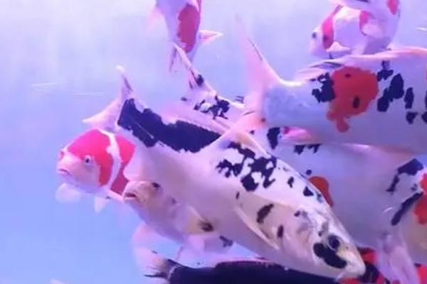 锦鲤身上起白霜是什么病，是得了水霉病