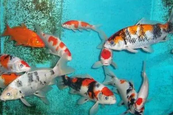 锦鲤身上起白霜是什么病，是得了水霉病