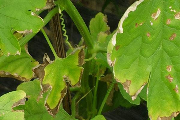 苦瓜白斑病，高温多雨季节发病严重