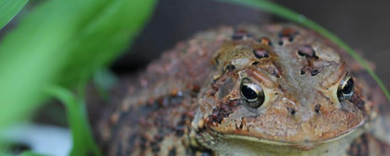 养殖蟾蜍需要办理什么手续