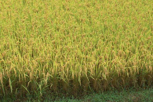 金龙优586水稻品种简介，该品种基部叶叶鞘绿色