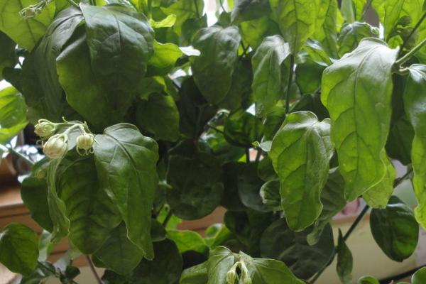 茉莉花叶片下垂的原因，可能是光照过少或缺水