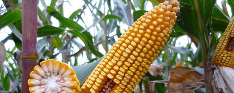 瑞玉708玉米品种简介