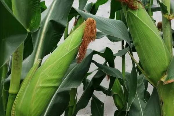 瑞玉708玉米品种简介，春播平均生育期135.9天