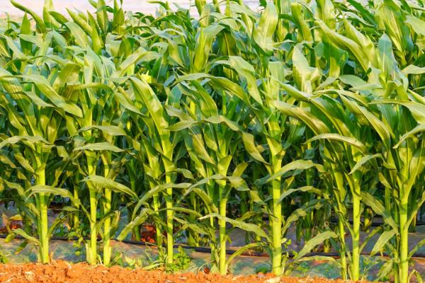 瑞禾早糯玉米种子简介，适宜密度3500株/亩