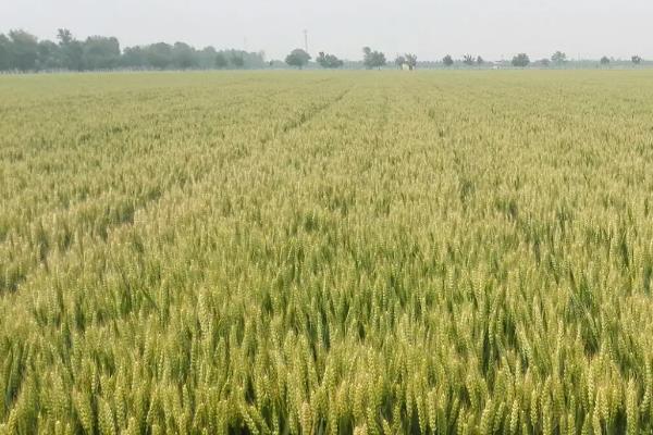 鑫立麦1号小麦种子简介,播种深度3~4厘米