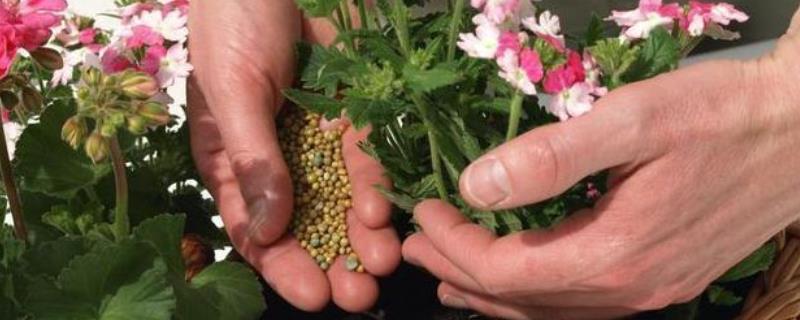 盆栽花卉适合施什么肥料