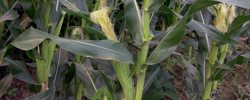 鑫荣F188玉米种子简介