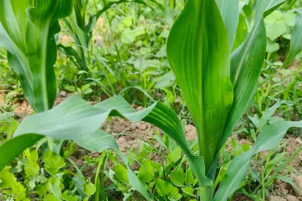 T1536玉米品种的特性，中抗茎腐病