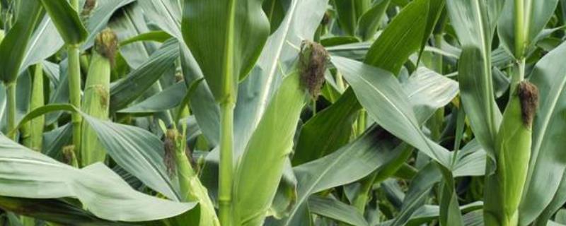 亚舟1688玉米品种的特性