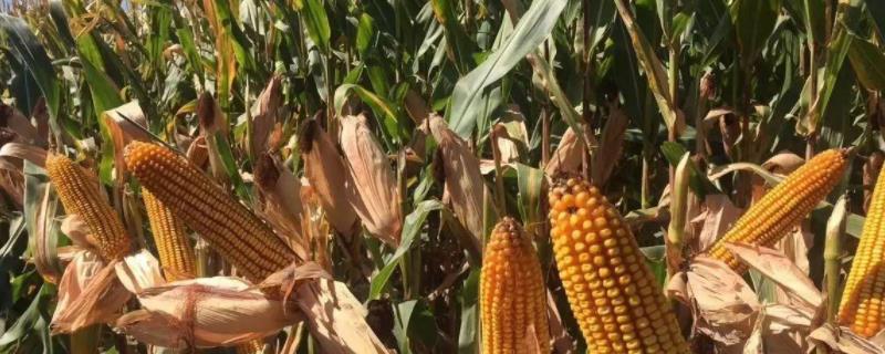 五谷3824玉米种子简介