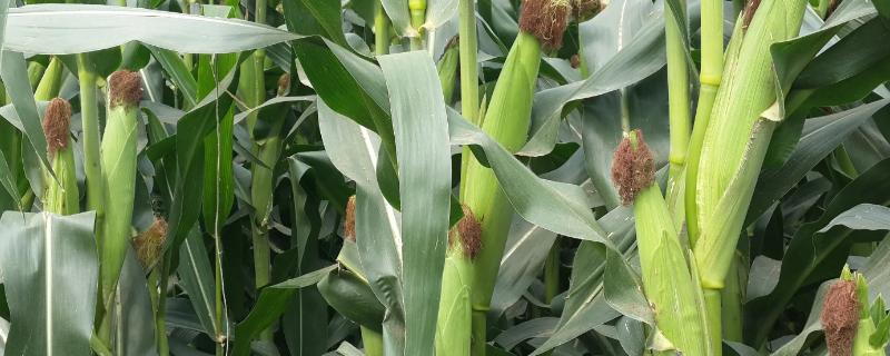 如意99玉米品种简介
