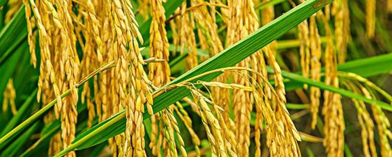 玉龙优1901水稻种子特征特性