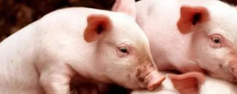 猪胸膜肺炎用什么药