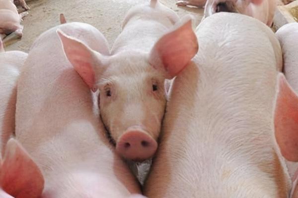 猪胸膜肺炎用什么药，青霉素、土霉素、四环素等效果好