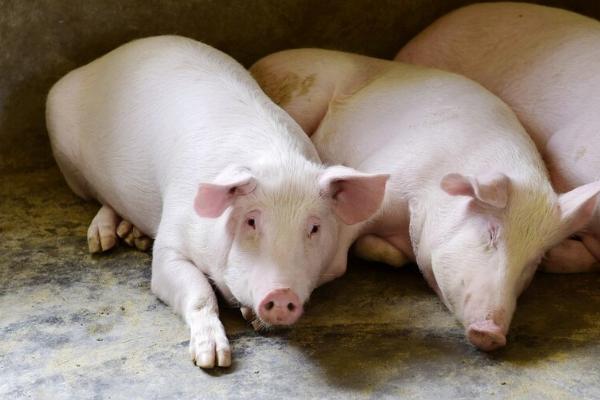 猪胸膜肺炎用什么药，青霉素、土霉素、四环素等效果好