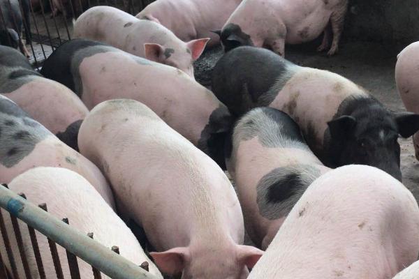 猪胸膜肺炎用什么药，青霉素、土霉素、四环素等效果好