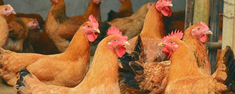 小鸡翅膀为什么两边散开