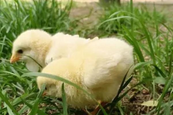 小鸡翅膀为什么两边散开，可能是患法氏囊病或感染大肠杆菌等