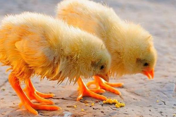 小鸡翅膀为什么两边散开，可能是患法氏囊病或感染大肠杆菌等