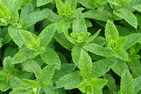 薄荷几年可以收获，每年可收获2-3轮