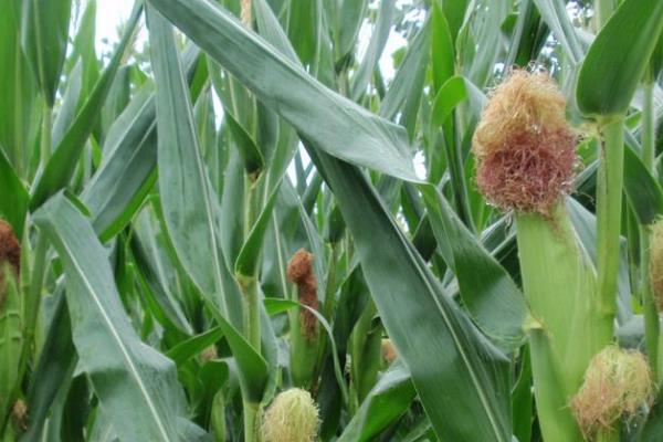 生科玉8006玉米种简介，达到优质高淀粉玉米品种标准