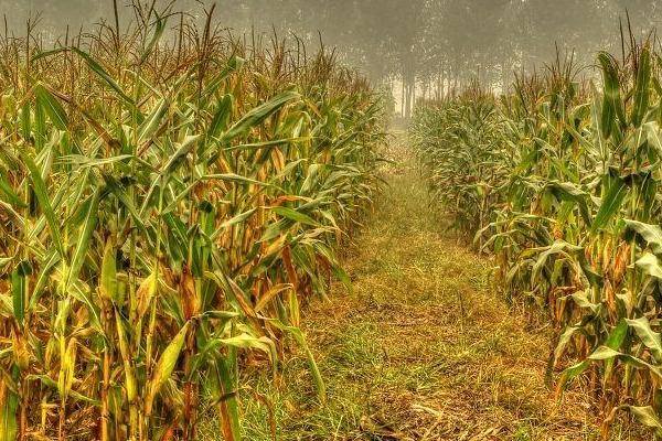 生科玉8006玉米种简介，达到优质高淀粉玉米品种标准