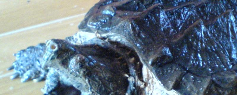 鳄龟为什么这么凶