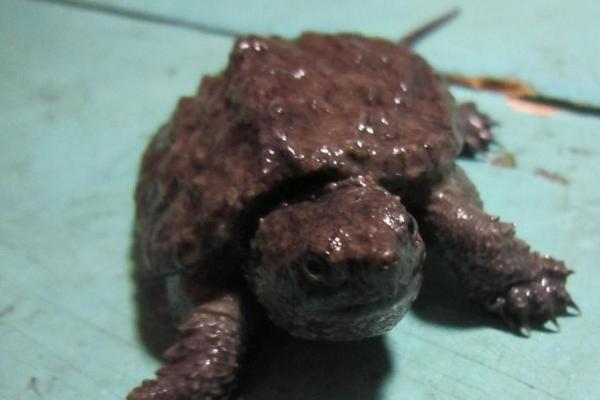 鳄龟为什么这么凶，鳄龟的凶猛是天生的