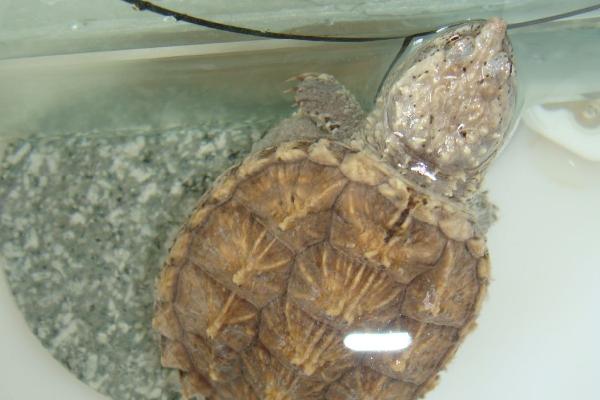 鳄龟为什么这么凶，鳄龟的凶猛是天生的