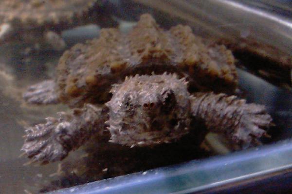 鳄龟为什么这么凶，鳄龟的凶猛是天生的