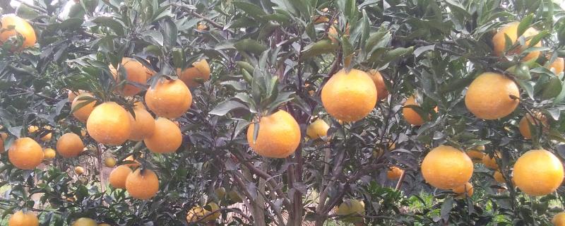 耙耙柑树苗栽培技术