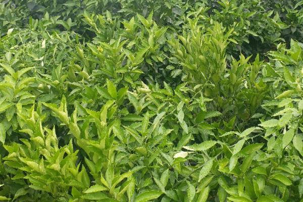 耙耙柑树苗栽培技术，对生长茂密处的枝干要进行疏剪